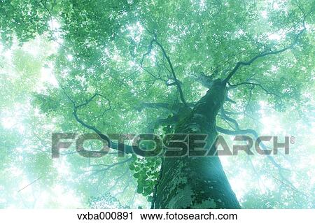 Big beech tree in the mist View Large Photo Image Stock Image - Big beech tree in the mist. Fotosearch