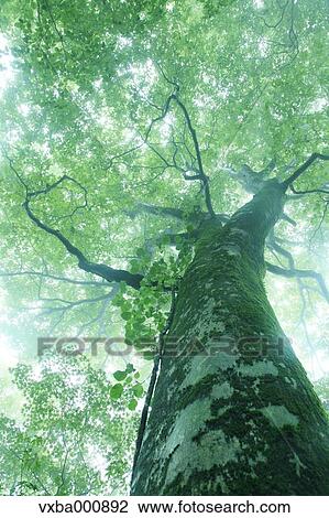 Big beech tree in the mist View Large Photo Image Stock Image - Big beech tree in the mist. Fotosearch