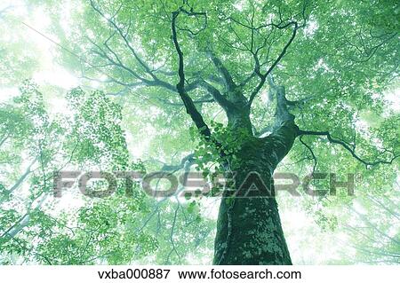 Big beech tree in the mist View Large Photo Image Stock Photo - Big beech tree in the mist. Fotosearch