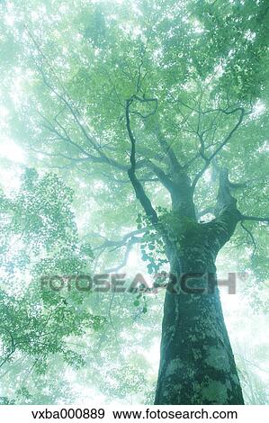 Big beech tree in the mist View Large Photo Image Stock Photo - Big beech tree in the mist. Fotosearch