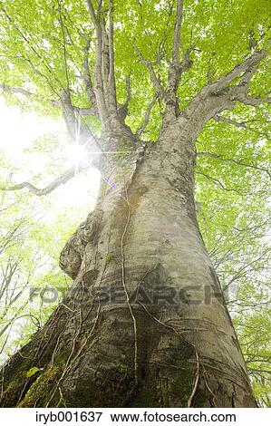 Big beech tree View Large Photo Image Stock Photo - Big beech tree. Fotosearch