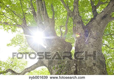 Big beech tree View Large Photo Image Stock Photo - Big beech tree. Fotosearch