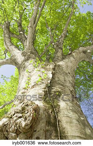 Big beech tree View Large Photo Image Stock Photograph - Big beech tree. Fotosearch