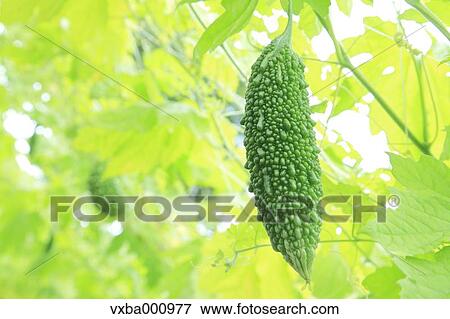 Bitter gourd View Large Photo Image Stock Photo - Bitter gourd. Fotosearch