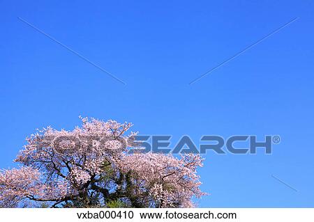Blue sky and cherry tree in full bloom View Large Photo Image Stock Image - Blue sky and cherry tree in full bloom. Fotosearch