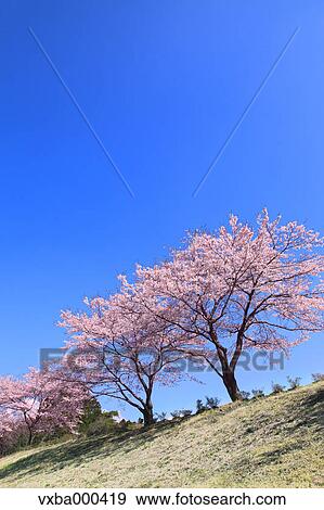 Blue sky and cherry trees in full bloom View Large Photo Image Stock Photo - Blue sky and cherry trees in full bloom. Fotosearch