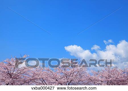 Stock Photo - Blue sky and cherry trees in full bloom. Fotosearch