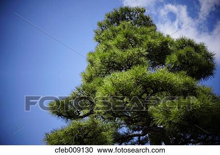 Blue sky and pine, Osaka Prefecture View Large Photo Image Stock Image - Blue sky and pine, Osaka Prefecture. Fotosearch