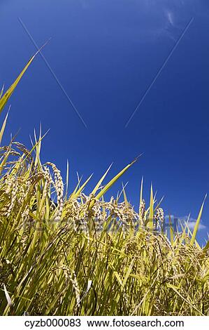 Blue sky and rice ears View Large Photo Image Stock Image - Blue sky and rice ears. Fotosearch