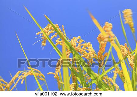 Blue sky and rice ears View Large Photo Image Stock Image - Blue sky and rice ears. Fotosearch