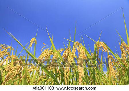 Blue sky and rice ears View Large Photo Image Stock Image - Blue sky and rice ears. Fotosearch