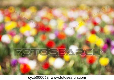 Blurred tulips View Large Photo Image Stock Image - Blurred tulips. Fotosearch