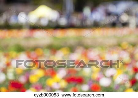 Blurred tulips View Large Photo Image Stock Image - Blurred tulips. Fotosearch