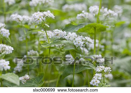 Buckwheat field View Large Photo Image Stock Photo - Buckwheat field. Fotosearch