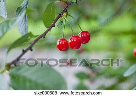 Stock Photo - Cherries. Fotosearch