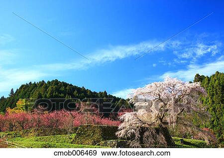 Cherry and peach blossoms in Matabe, Nara Prefecture View Large Photo Image Stock Photo - Cherry and peach blossoms in Matabe, Nara Prefecture. Fotosearch