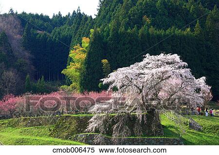 Cherry and peach blossoms in Matabe, Nara Prefecture View Large Photo Image Stock Photography - Cherry and peach blossoms in Matabe, Nara Prefecture. Fotosearch