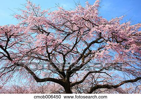 Cherry blossoms and blue sky View Large Photo Image Stock Image - Cherry blossoms and blue sky. Fotosearch