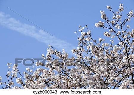 Cherry blossoms and blue sky View Large Photo Image Stock Image - Cherry blossoms and blue sky. Fotosearch