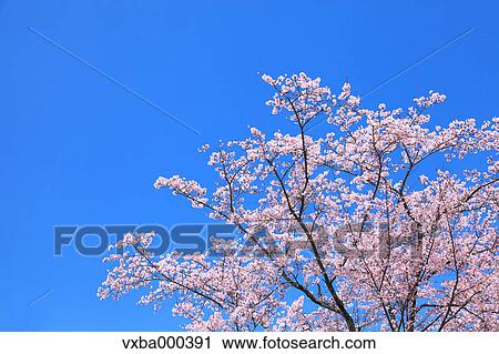 Cherry blossoms and blue sky View Large Photo Image Stock Image - Cherry blossoms and blue sky. Fotosearch