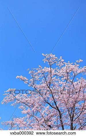 Stock Image - Cherry blossoms and blue sky. Fotosearch