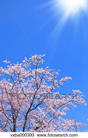 Cherry blossoms and blue sky View Large Photo Image Stock Image - Cherry blossoms and blue sky. Fotosearch