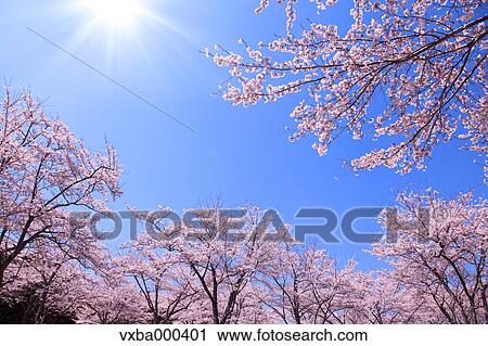 Cherry blossoms and blue sky View Large Photo Image Stock Image - Cherry blossoms and blue sky. Fotosearch