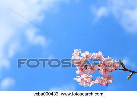 Cherry blossoms and blue sky View Large Photo Image Stock Image - Cherry blossoms and blue sky. Fotosearch