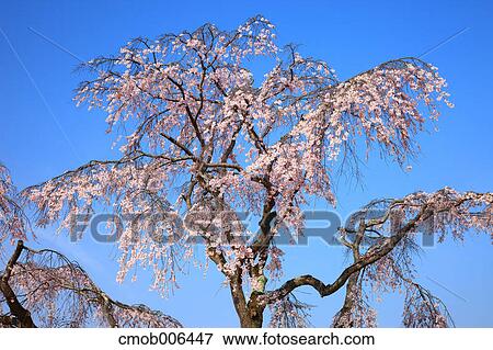 Stock Photo - Cherry blossoms and blue sky. Fotosearch