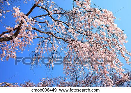 Cherry blossoms and blue sky View Large Photo Image Stock Photo - Cherry blossoms and blue sky. Fotosearch