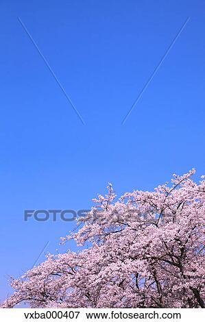 Cherry blossoms and blue sky View Large Photo Image Stock Photo - Cherry blossoms and blue sky. Fotosearch