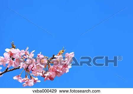Cherry blossoms and blue sky View Large Photo Image Stock Photo - Cherry blossoms and blue sky. Fotosearch