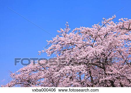 Cherry blossoms and blue sky View Large Photo Image Stock Photograph - Cherry blossoms and blue sky. Fotosearch
