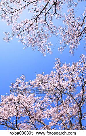 Cherry blossoms and blue sky View Large Photo Image Stock Photography - Cherry blossoms and blue sky. Fotosearch