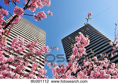 Cherry blossoms and buildings View Large Photo Image Stock Image - Cherry blossoms and buildings. Fotosearch
