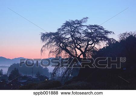 Cherry blossoms and morning fog, Nara Prefecture View Large Photo Image Stock Photo - Cherry blossoms and morning fog, Nara Prefecture. Fotosearch