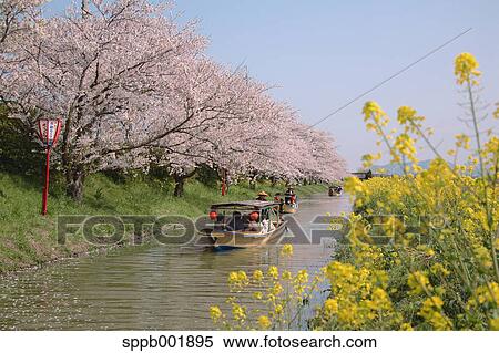 Cherry blossoms and river, Shiga Prefecture View Large Photo Image Stock Photography - Cherry blossoms and river, Shiga Prefecture. Fotosearch