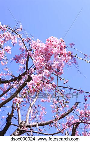 Cherry blossoms and sky View Large Photo Image Picture - Cherry blossoms and sky. Fotosearch
