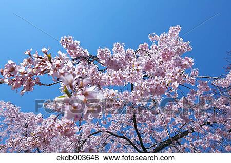 Cherry blossoms and sky View Large Photo Image Stock Photo - Cherry blossoms and sky. Fotosearch