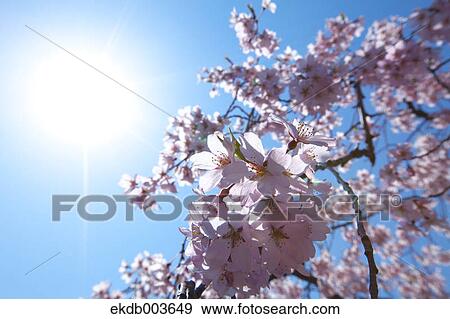 Cherry blossoms and sky View Large Photo Image Stock Photo - Cherry blossoms and sky. Fotosearch