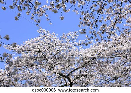 Cherry blossoms and sky View Large Photo Image Stock Photograph - Cherry blossoms and sky. Fotosearch