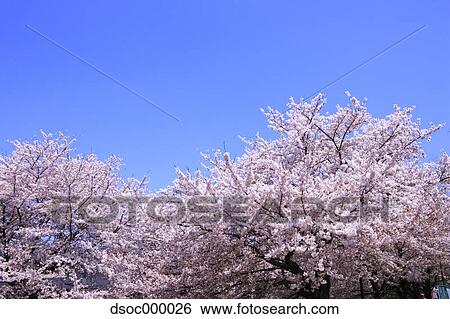Cherry blossoms and sky View Large Photo Image Stock Photograph - Cherry blossoms and sky. Fotosearch