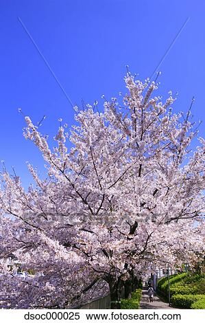 Cherry blossoms and sky View Large Photo Image Stock Photography - Cherry blossoms and sky. Fotosearch
