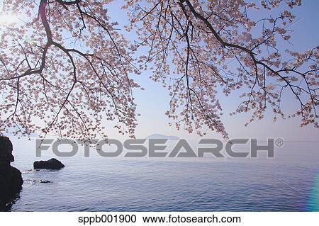 Cherry blossoms at Lake Biwa, Shiga Prefecture View Large Photo Image Stock Image - Cherry blossoms at Lake Biwa, Shiga Prefecture. Fotosearch