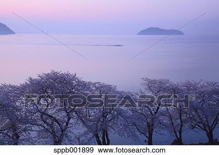 Cherry blossoms at Lake Biwa, Shiga Prefecture View Large Photo Image Stock Photo - Cherry blossoms at Lake Biwa, Shiga Prefecture. Fotosearch