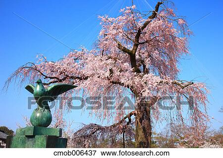 Cherry blossoms at Maruyama Park, Kyoto Prefecture View Large Photo Image Stock Photo - Cherry blossoms at Maruyama Park, Kyoto Prefecture. Fotosearch