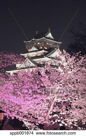 Picture - Cherry blossoms at night at Osaka castle. Fotosearch