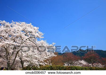 Cherry blossoms in Asuka, Nara Prefecture View Large Photo Image Stock Photo - Cherry blossoms in Asuka, Nara Prefecture. Fotosearch