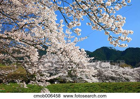 Cherry blossoms in Asuka, Nara Prefecture View Large Photo Image Stock Photo - Cherry blossoms in Asuka, Nara Prefecture. Fotosearch