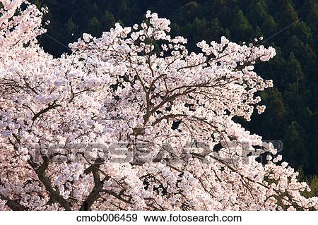 Cherry blossoms in Asuka, Nara Prefecture View Large Photo Image Stock Photo - Cherry blossoms in Asuka, Nara Prefecture. Fotosearch